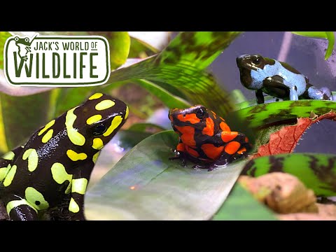 My RARE frog collection! Oophaga histrionica Highlight!