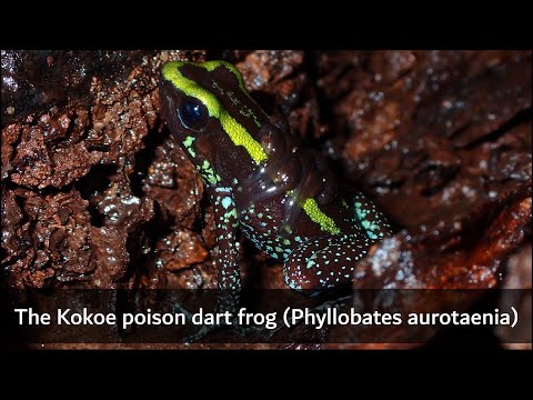 The Kokoe poison dart frog (Phyllobates aurotaenia) - Colombia