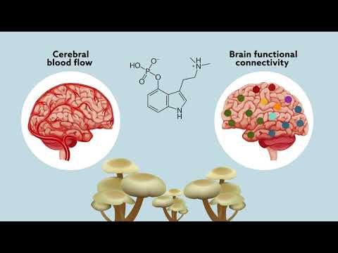 Psilocybin may ‘reset’ the brain to help manage treatment-resistant depression