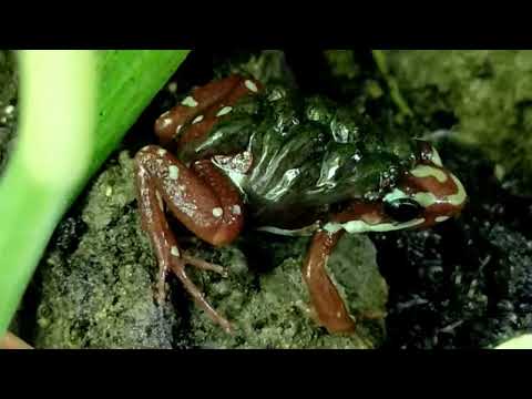 Las ranas epipedobates tricolor siguen poniendo huevos.