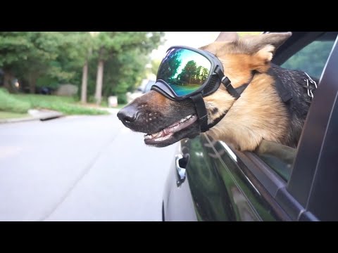 German Shepherd dog goggles (doggles)