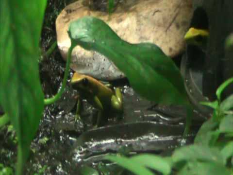 Group of courting Phyllobates bicolor