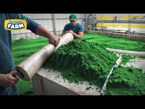 Superfood MEGA Factory: How Spirulina is Made