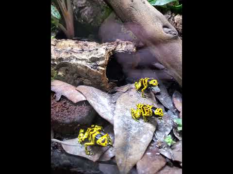 Dendrobates Leucomelas eating 2