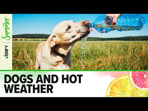 Fast Facts about dogs in hot weather