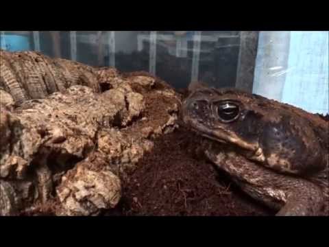 Giant Marine toad (Rhinella marina) © Guy Tansley.