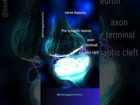 Synapse and Nerve Impulse Transmission Animation