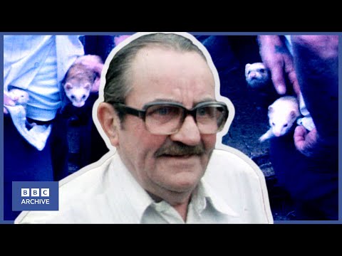 1981: Is that a FERRET in your TROUSERS? | Look North | Animal Magic | BBC Archive
