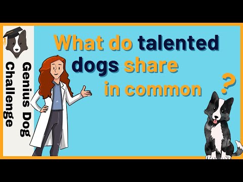 What do Gifted dogs have in common?