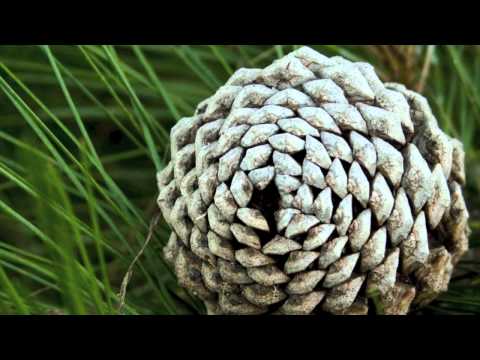 Fibonacci Sequence in Nature