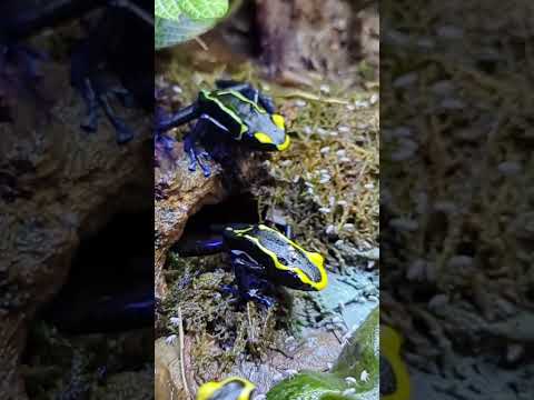 Dendrobates Tinctorius (Cobalt) Dart Frogs feeding