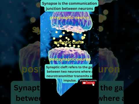 Synapse in Neuron 3D Animation | How Synapse works? Neuroscience@biologyexams4u