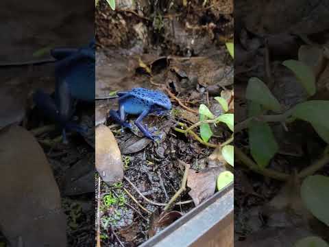 Fallout the Azureus Dendrobates Tinctorius | EverDave #dartfrog