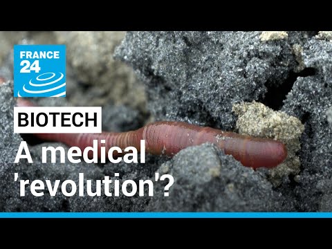 How a lugworm could help organ transplants • FRANCE 24 English