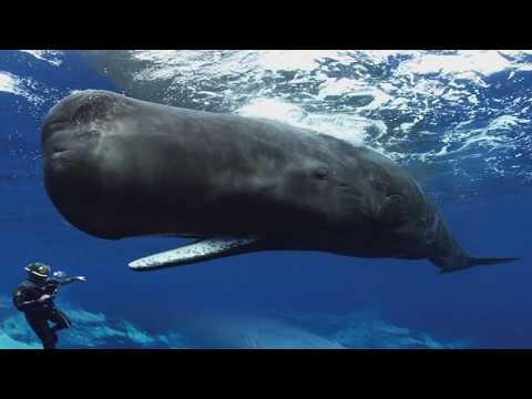 Sperm Whales Clicking You Inside Out — James Nestor at The Interval