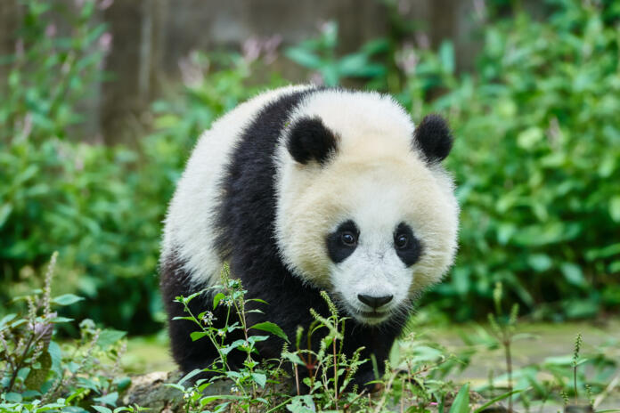 one two Panda bears cubs playing Bifengxia base reserve Sichuan China