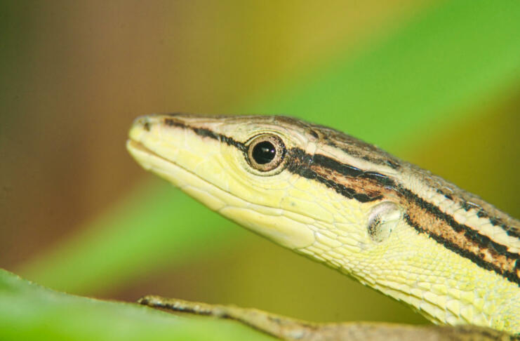 Close-up of a grass lizard perched on a branch of grass