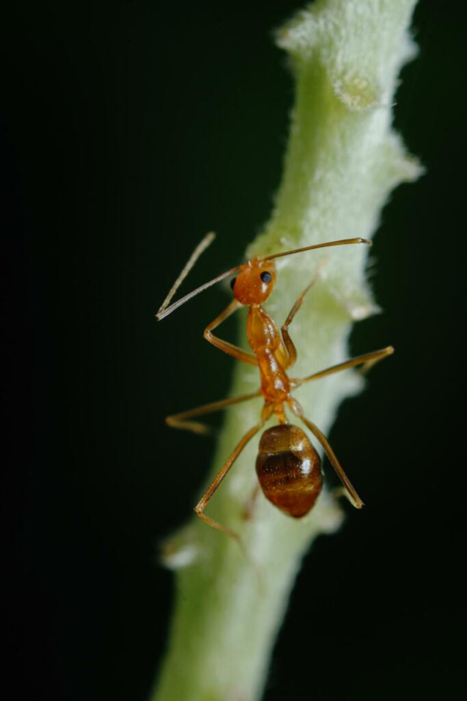 A close up of a Yellow crazy ant (Anoplolepis gracilipes) on a plant stem and black background