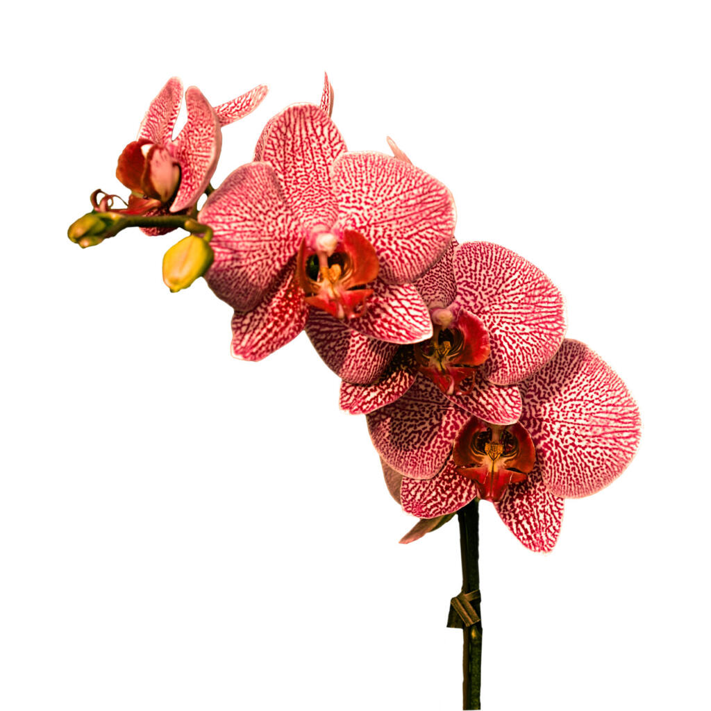 flower, blossoms, orchid