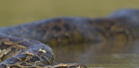 specie Python molurus