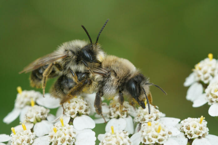 The copulation process of the gray mining bees on common yarrow flowers