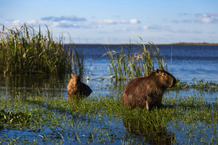 capybara at Colonia Carlos Pellegrini in Esteros Del Iberá in Argentina