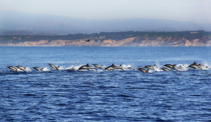 A large pod of Pacific common dolphins stamped off the coast of Black's Beach, North Torrey Pines in La Jolla, California.