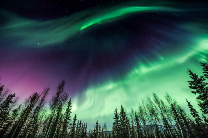 Aurora borealis over tree line in Fairbanks, Alaska
