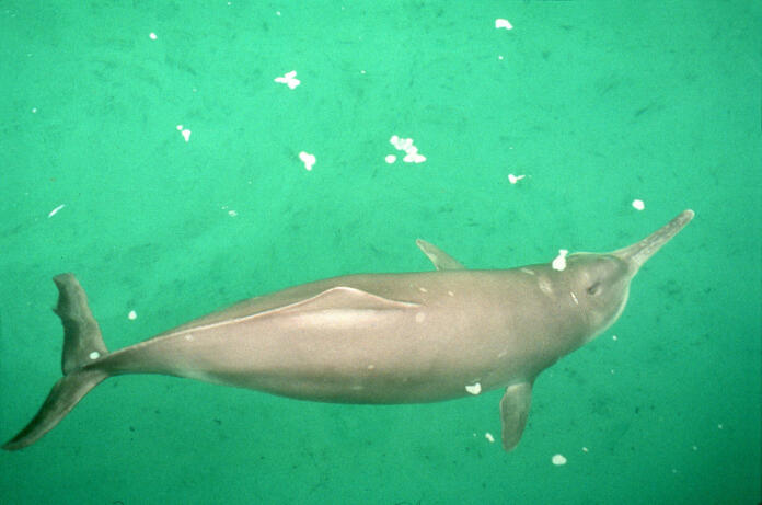 Chinese River Dolphin