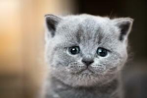 Cute kitten portrait. British Shorthair cat. Sad, crying expression