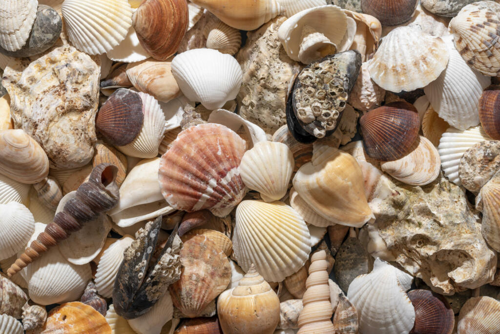 Summer background with a bunch of seashells. Abstract background with a large variety of shells, above view