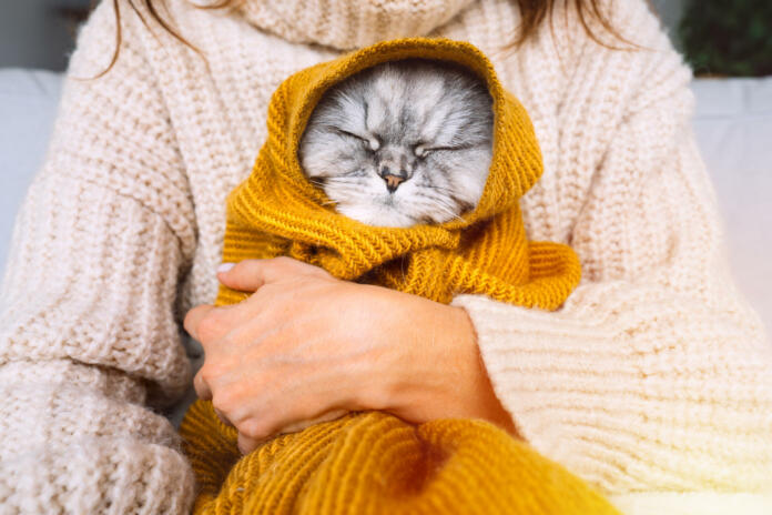 Woman in cozy sweater holding cute cat in plaid. Cat resting and warming under a soft blanket in cold autumn or winter weather. Cozy warm image. High quality photo