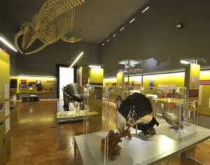 Prirodoslovni muzej Slovenije hrani fosilne najdbe