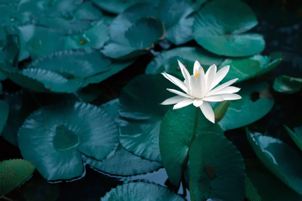 Close-up beautiful white lotus flower in pond.White Lotus Flower background Lily Floating on The Water