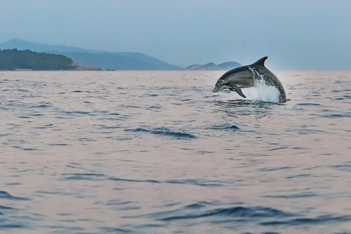 dolphin, adriatic, sea