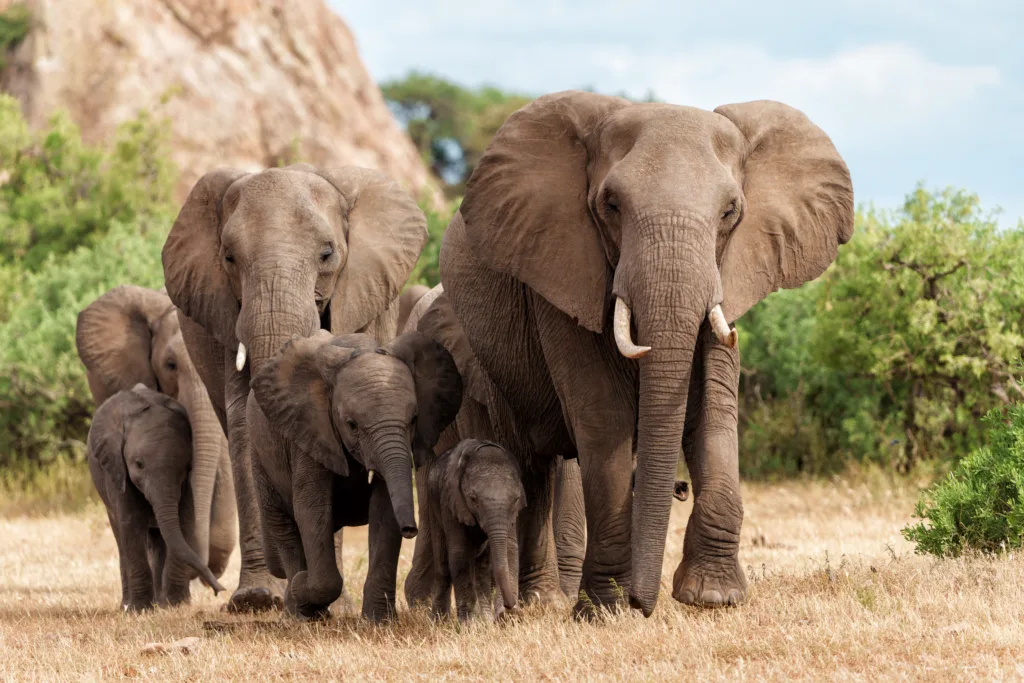 Elephant herd walking in Mashatu Game Reserve in the Tuli Block in Botswana.