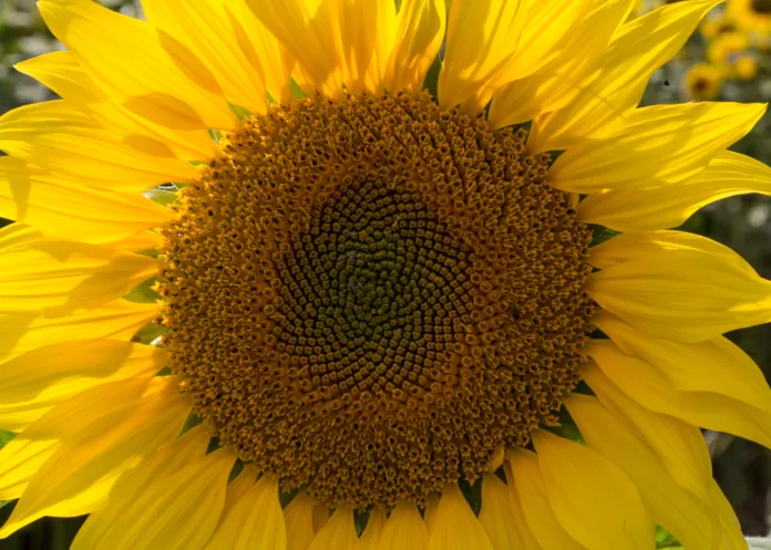 Macro image of a perfect sunflower head.

August 2017