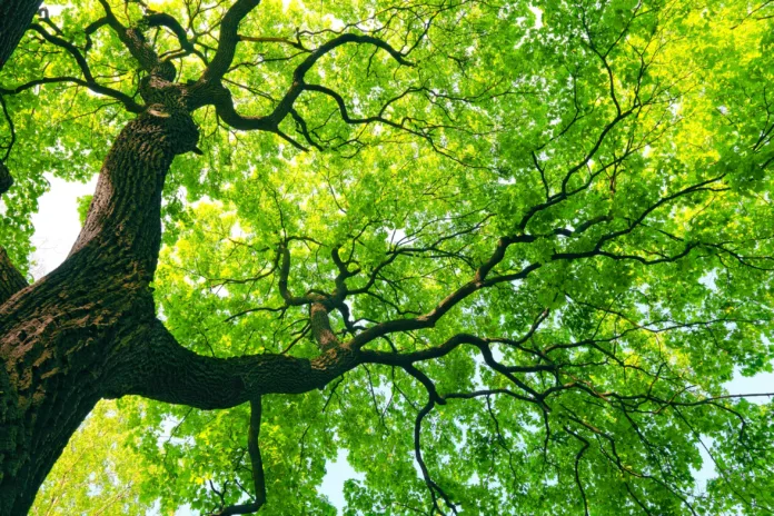 mighty old tree with green spring leaves