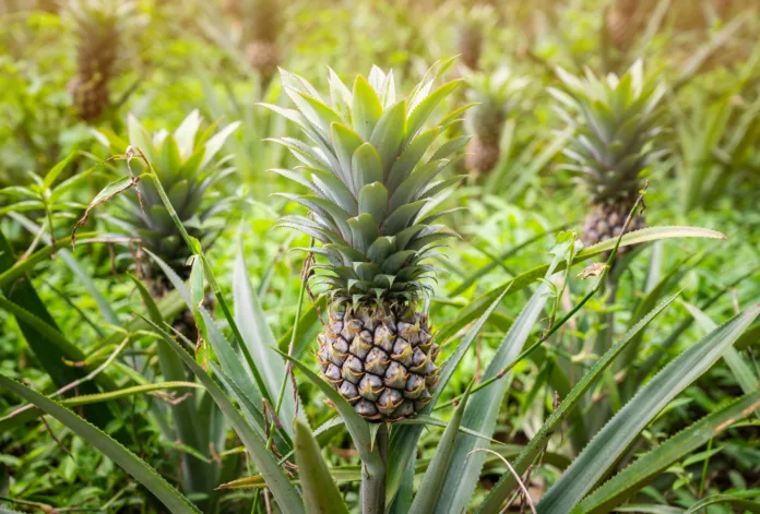 Pineapples are tropical fruits that are rich in vitamins, enzymes and antioxidants. They may help boost the immune system.