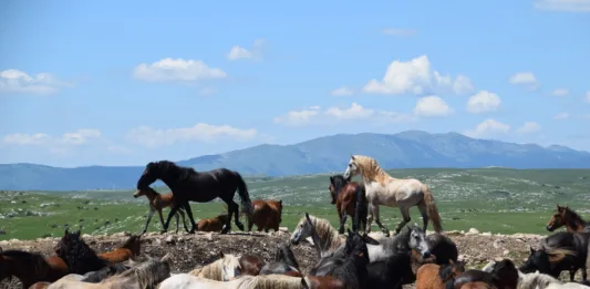 Livno, čreda divjih konj