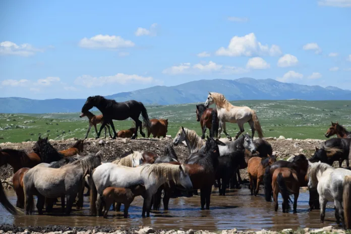 Livno, čreda divjih konj