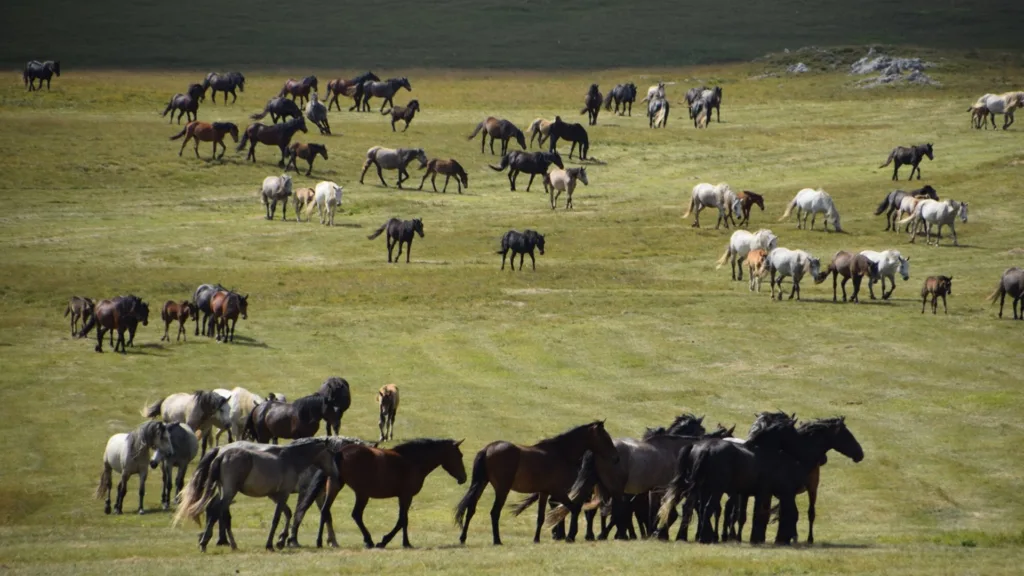 Livno, čreda divjih konj