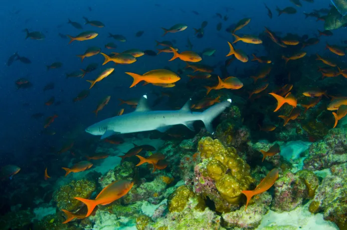 A school of fish in Cocos Island in Costa Rica