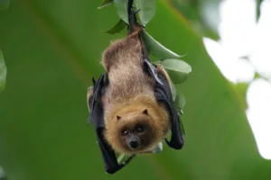 animals, bat, nature