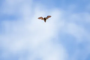 Bat flying and hunting at daytime on a sunny day in spring