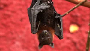 bat, old world fruit bat, mammal