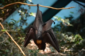 bat, strung up, colors