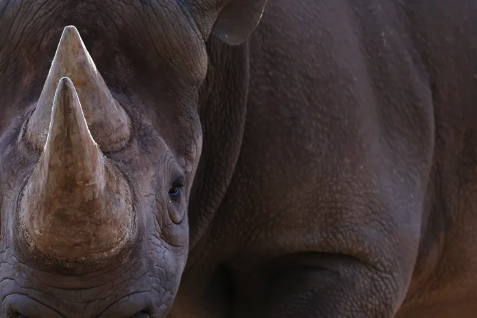 Black Rhinoceros