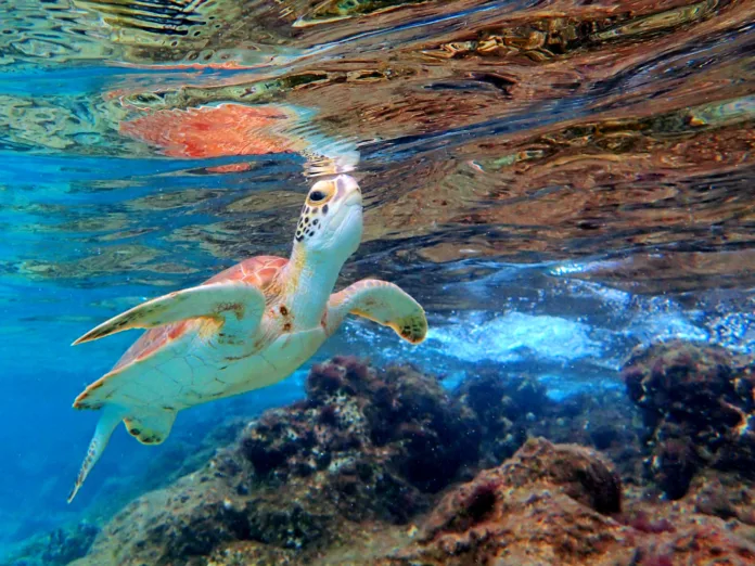 Bonaire, Turtle 1000 steps