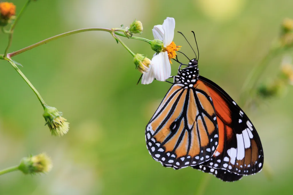 Butterfly the common tiger feeding on wild daisy nectar, Thailand